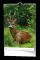 N�st�nn� kalend�� - Mysliveck� kalend�� - A3