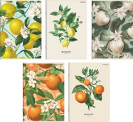 Seit Top 2000 Letn ovoce A5/60 list, linkovan, mix - zvtit obrzek