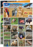 Pexeso 3xA4 Zvata ze ZOO 5300896