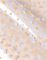 s��ek 20x32 New Point 5800770