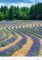Kalend�� Provence