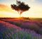 Kalend�� Provence - v�zanka