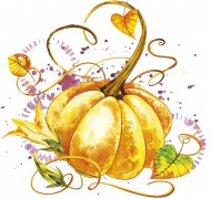 Ubrousky DAISY L (20ks) Mature Pumpkins