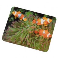 Podloka pod my Klaun rybka - zvtit obrzek