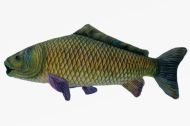 Kapr ply�ov� 27cm