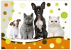 Podlo�ka na skl�d�n� slov Puppy and kitten New