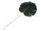 Uml list monstera