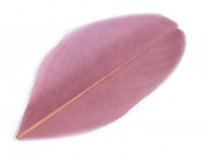 Hus pe dlka 5,5-7 cm