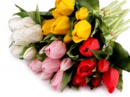 Uml kytice tulipn