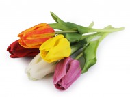 Uml tulipn