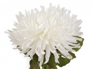 Uml chryzantma 4 (18 cm) bl oteven, 1 ks - zvtit obrzek