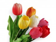 Uml tulipn dlouh
