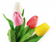 Uml tulipn