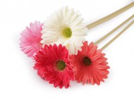 Uml gerbera dlouh