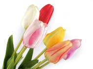 Uml tulipn dlouh